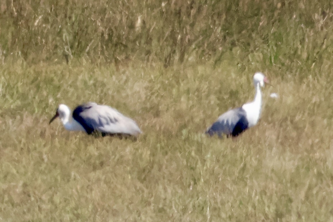Grulla Carunculada - ML654109287