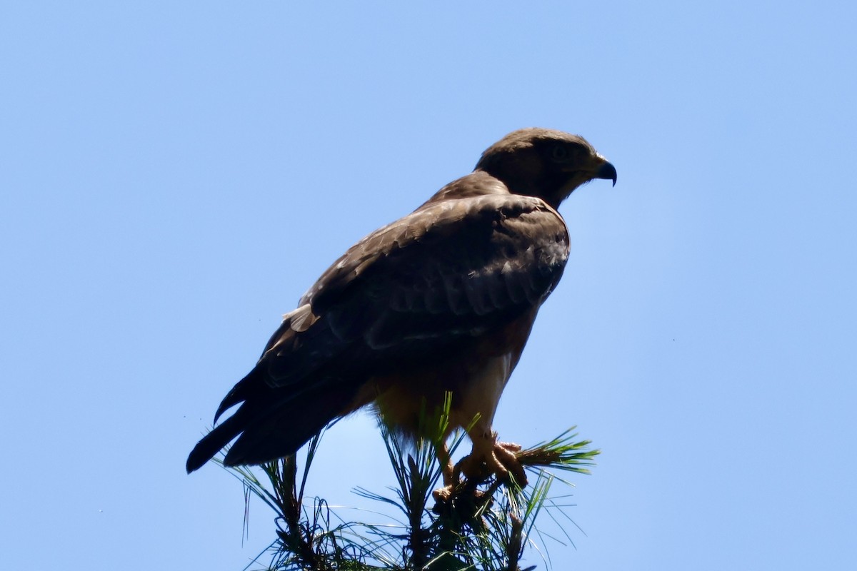 sjakalvåk - ML654109515