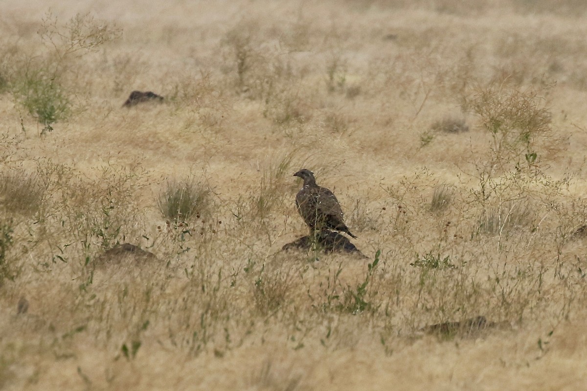 Greater Sage-Grouse - Mark Stephenson