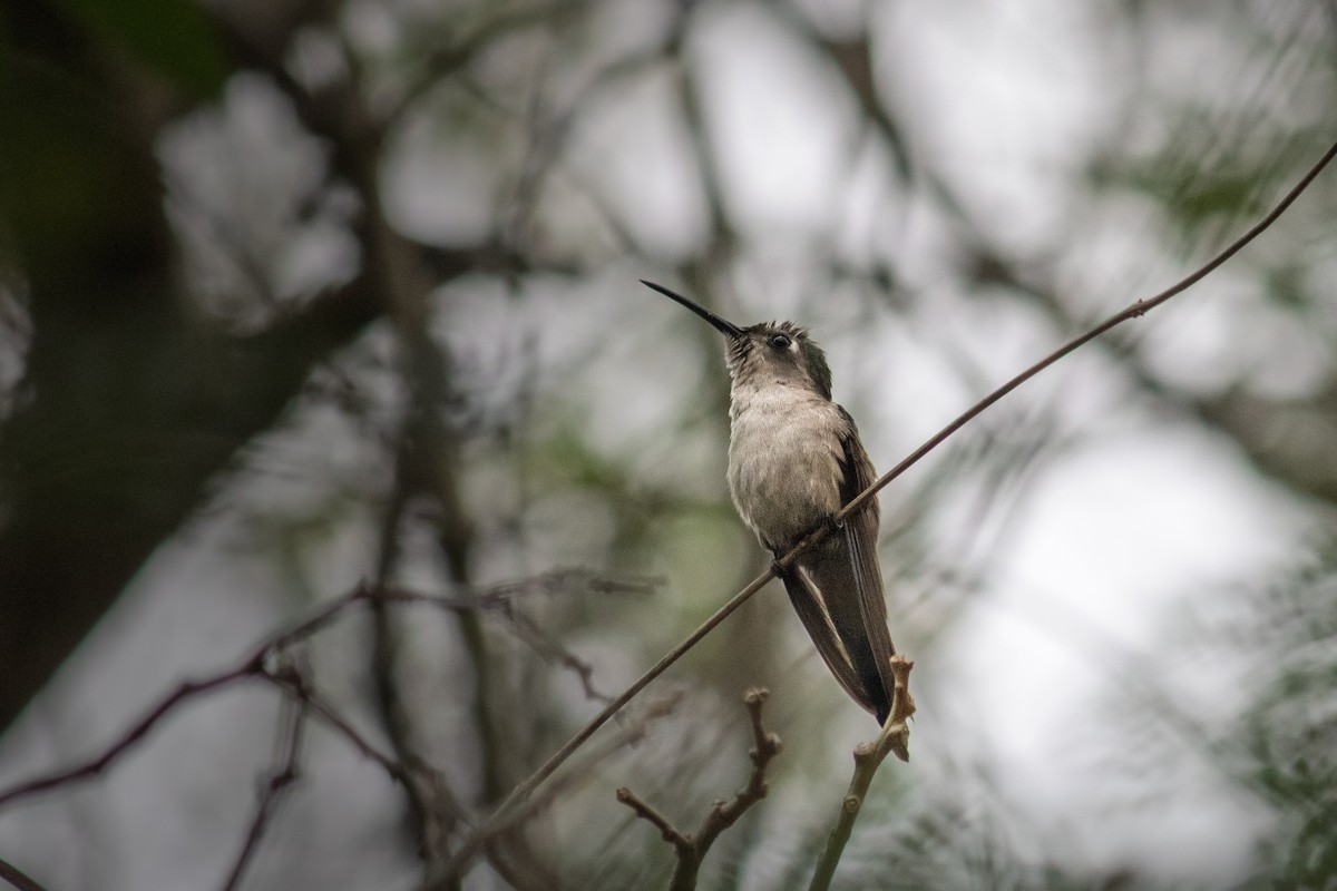 Wedge-tailed Sabrewing - ML654109786