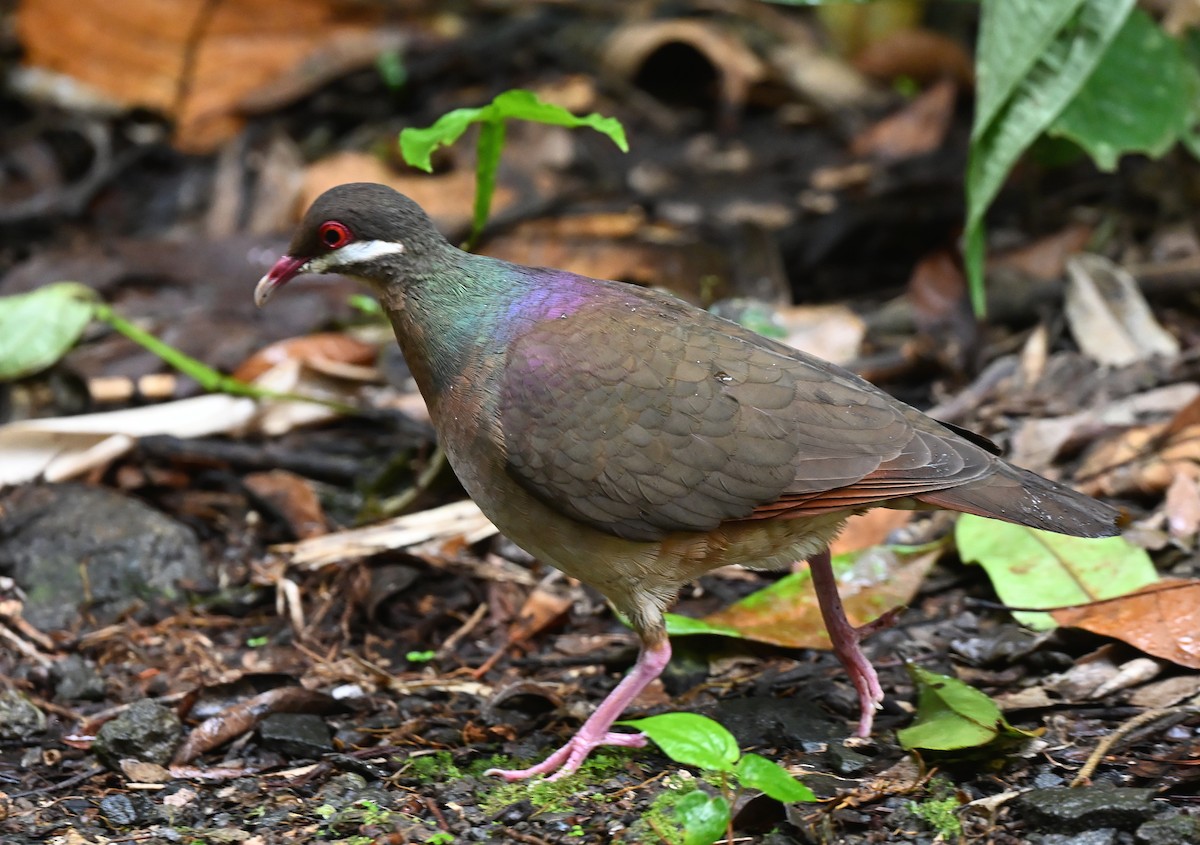 Bridled Quail-Dove - ML654111070