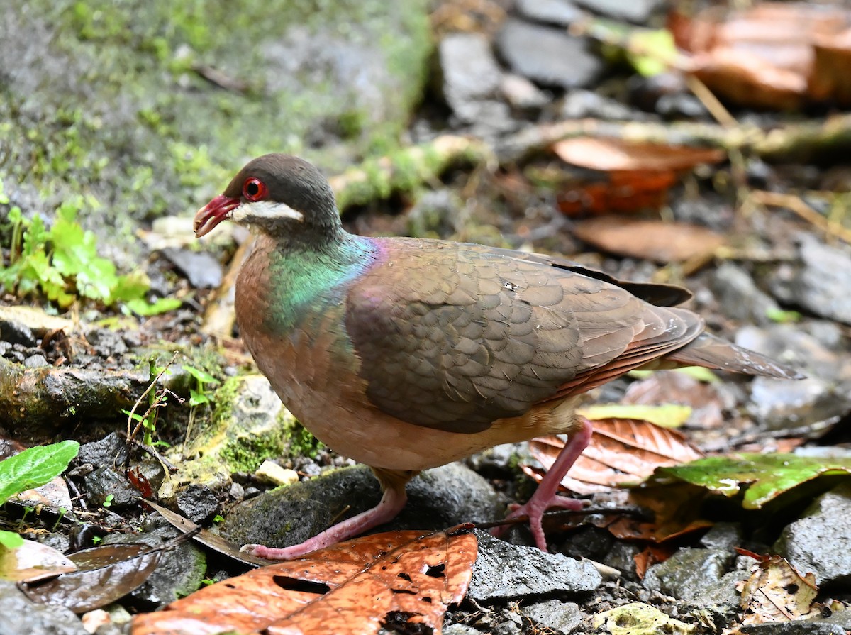 Bridled Quail-Dove - ML654111092