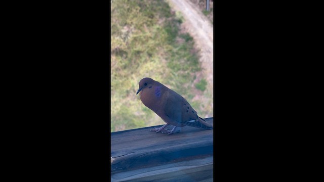 Zenaida Dove - ML654114111