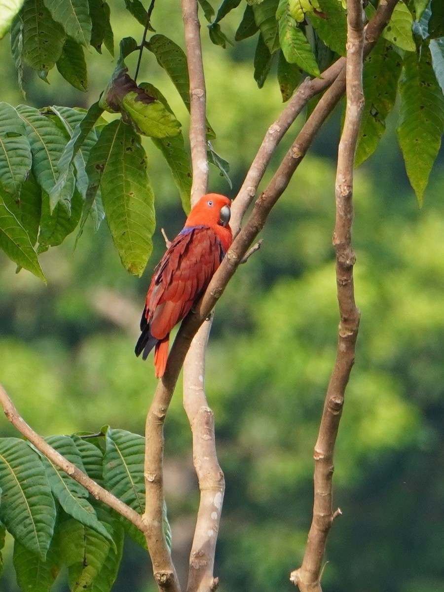 Papuan Eclectus - ML654116664