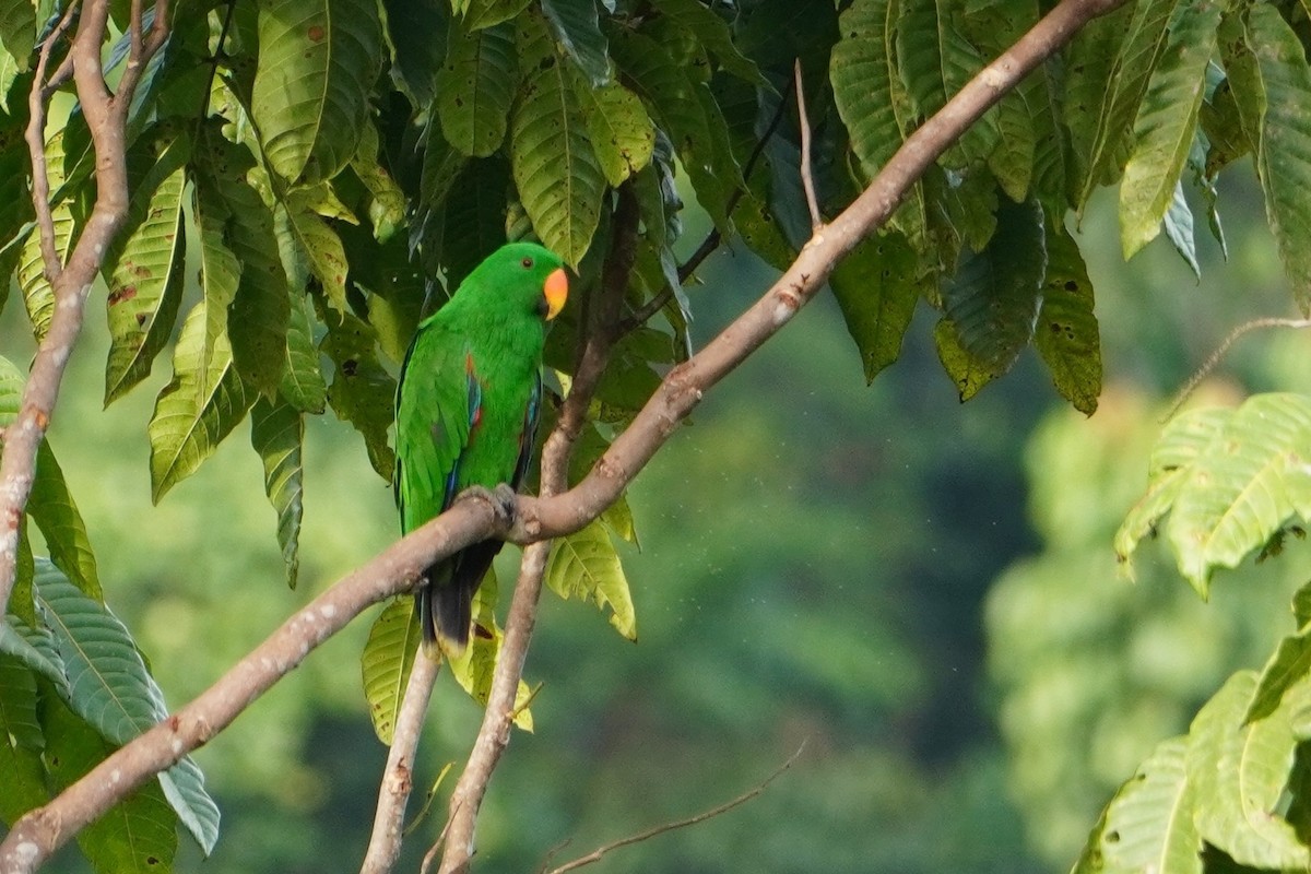 Papuan Eclectus - ML654116665