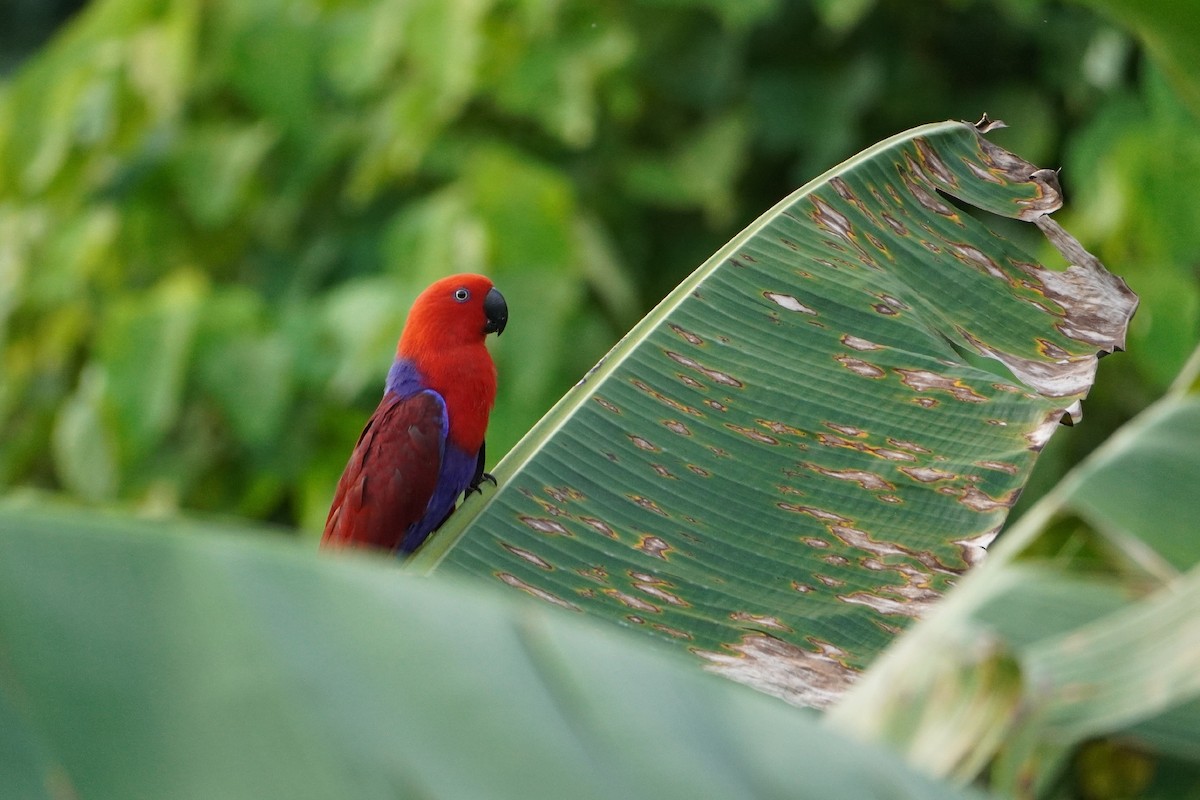 Papuan Eclectus - ML654116726