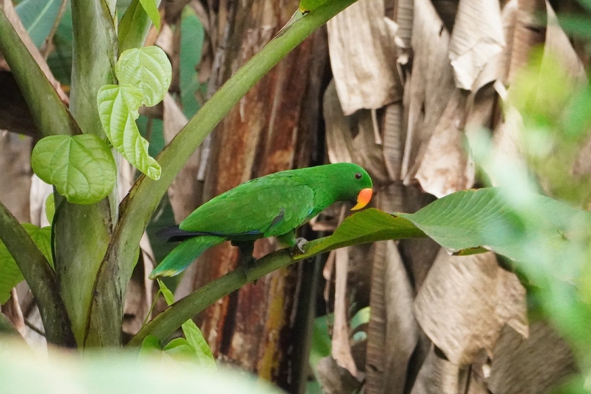 Papuan Eclectus - ML654116746