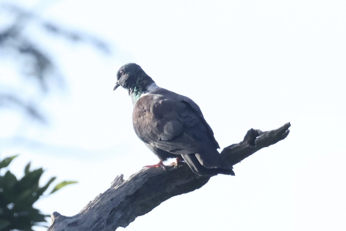 Eastern Bronze-naped Pigeon (Southern) - ML654116751