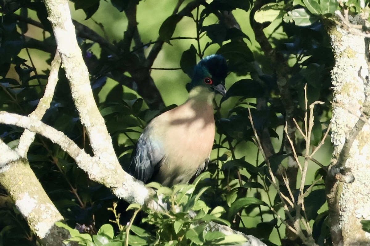 Purple-crested Turaco - ML654116773