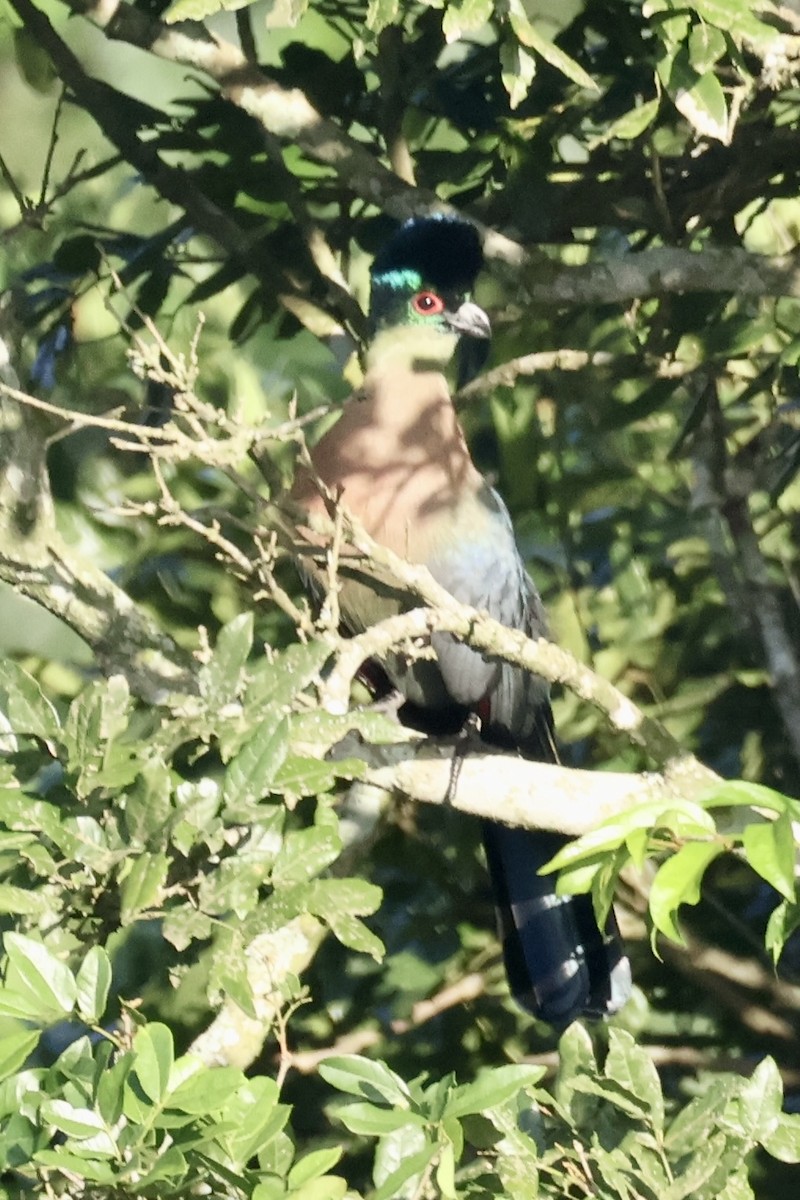 Purple-crested Turaco - ML654116774