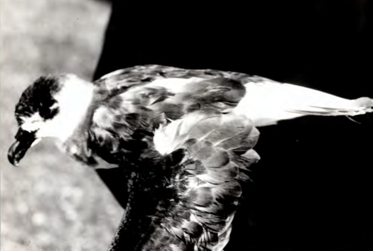 Pétrel diablotin - ML654117426