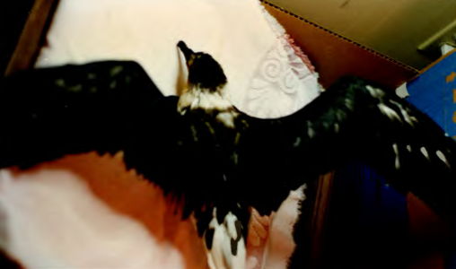 Pétrel diablotin - ML654117558