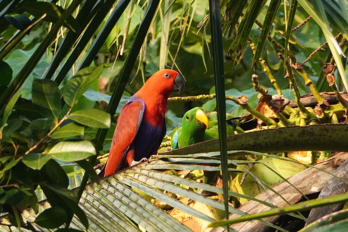 Papuan Eclectus - ML654117754