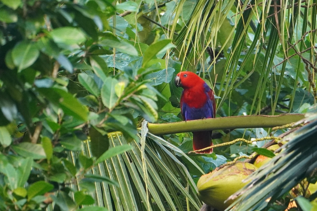 Papuan Eclectus - ML654117756