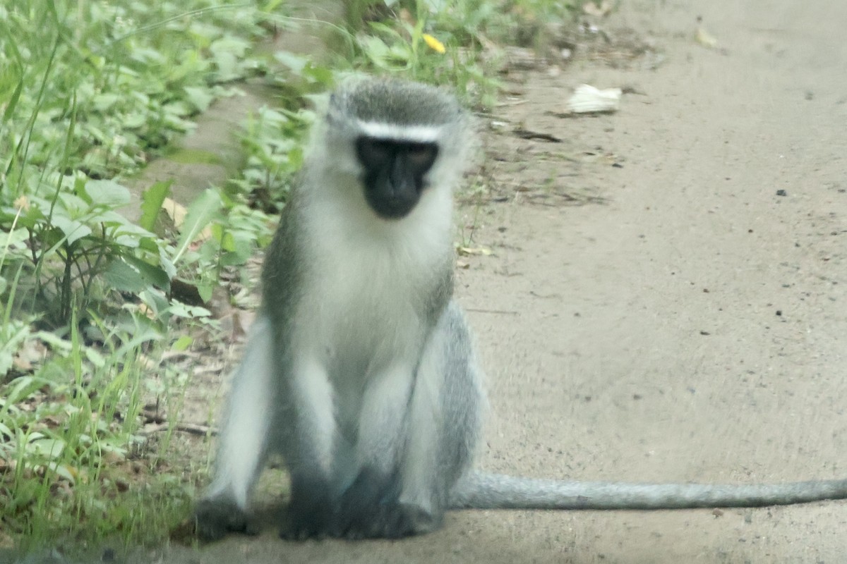 Southern Vervet Monkey - ML654117784
