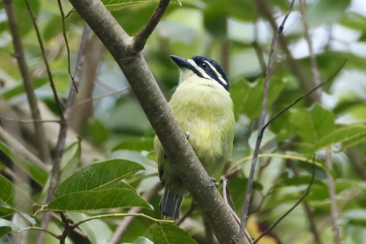 Yellow-rumped Tinkerbird (Yellow-rumped) - ML654118055