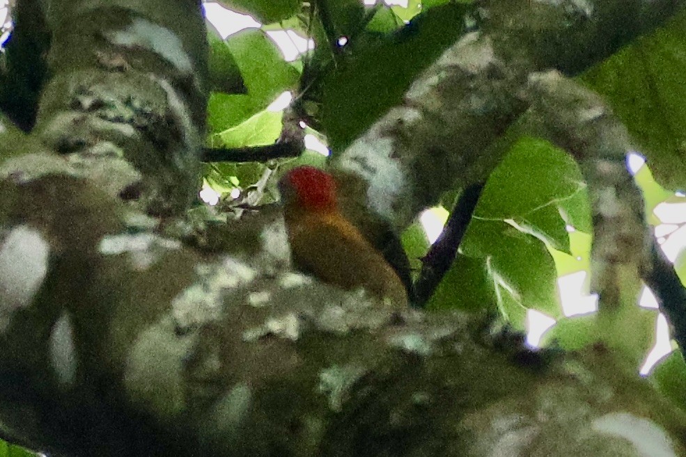 Olive Woodpecker (Southern) - ML654118059