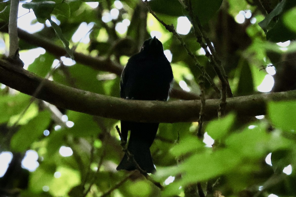 Square-tailed Drongo - ML654118078