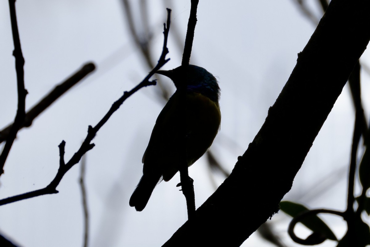 Collared Sunbird - ML654118290
