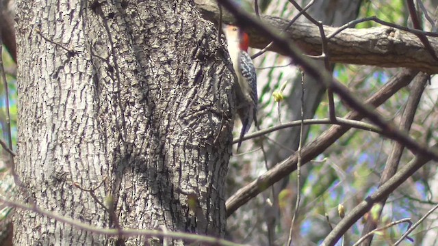 Red-bellied Woodpecker - ML654121317