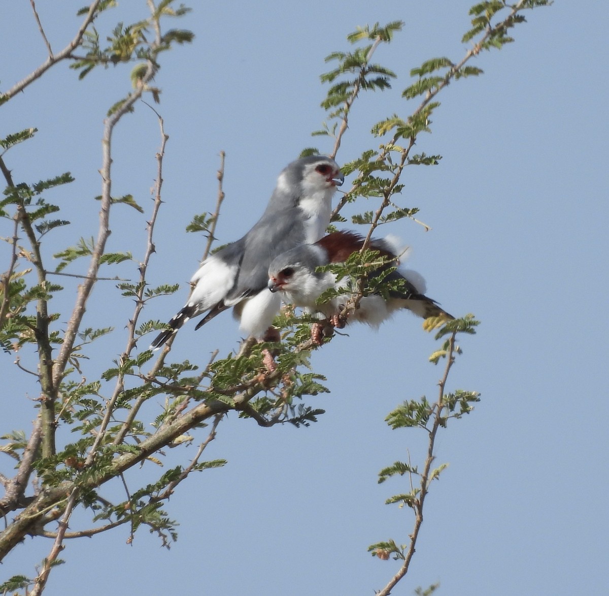 afrikapygméfalk - ML654122701