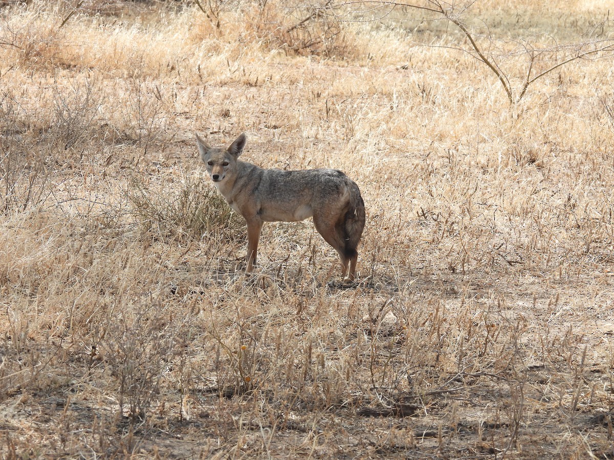 Animals - ML654122920