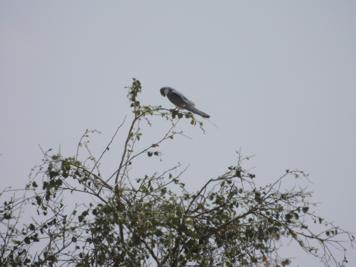 sakseglente - ML654123059