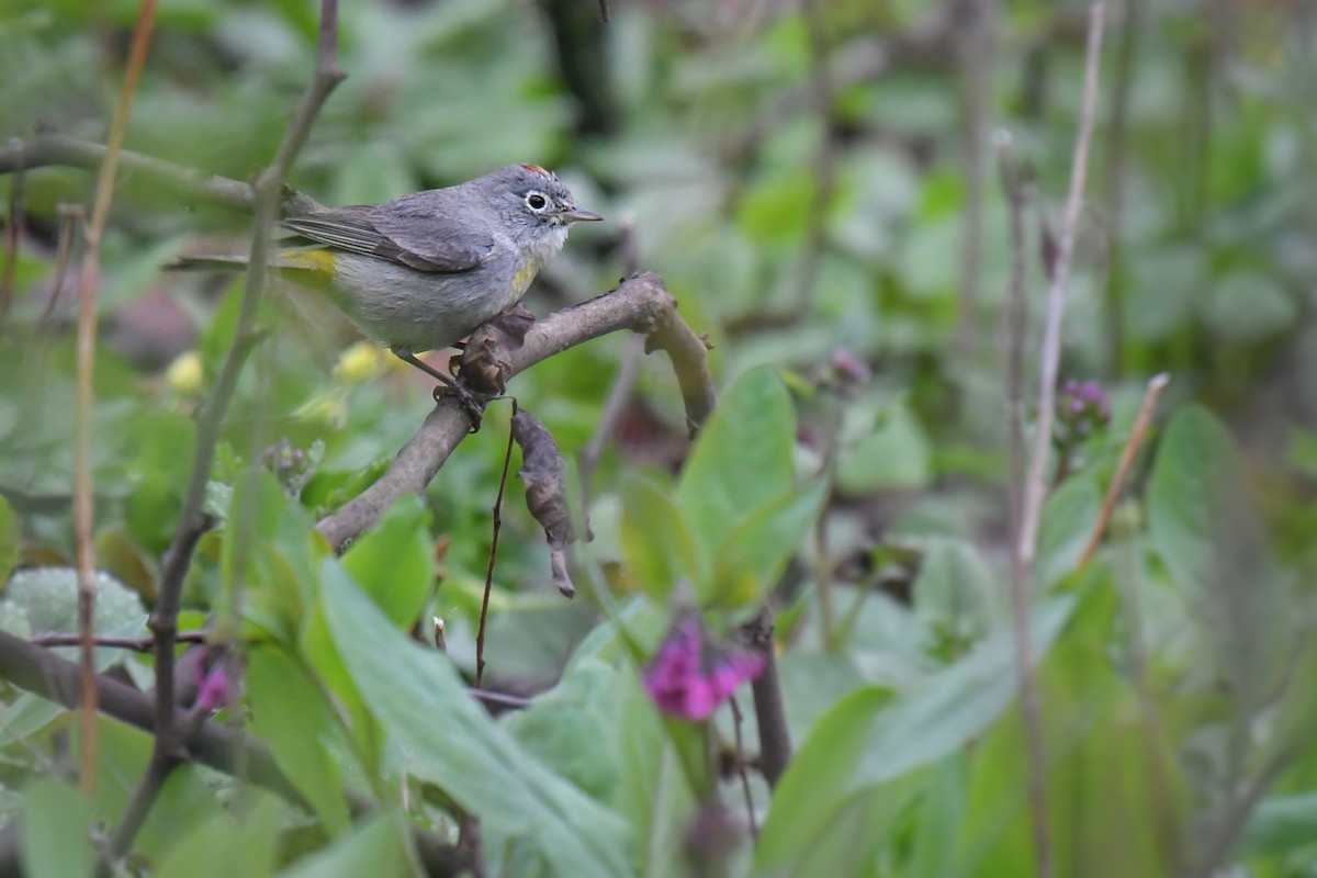 pinjeparula - ML654124403