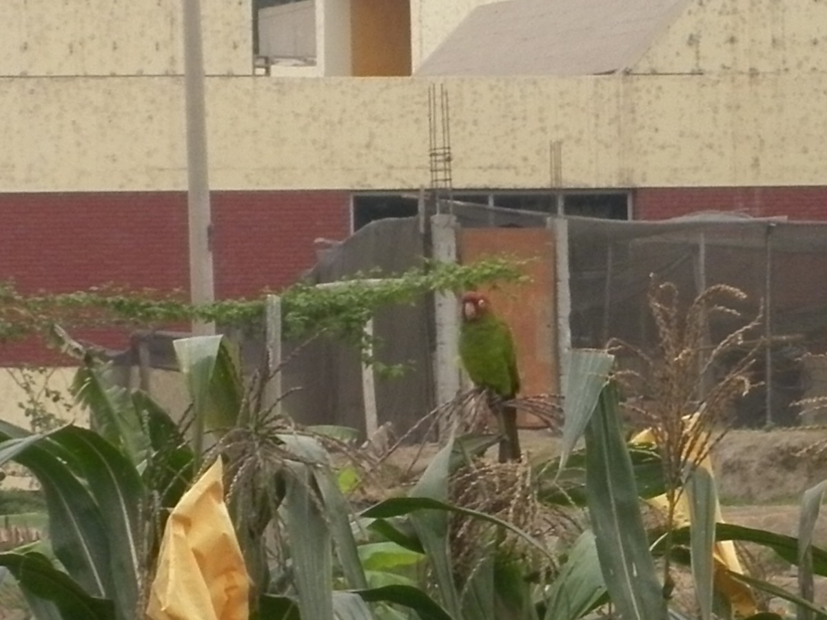 Red-masked Parakeet - ML65412501
