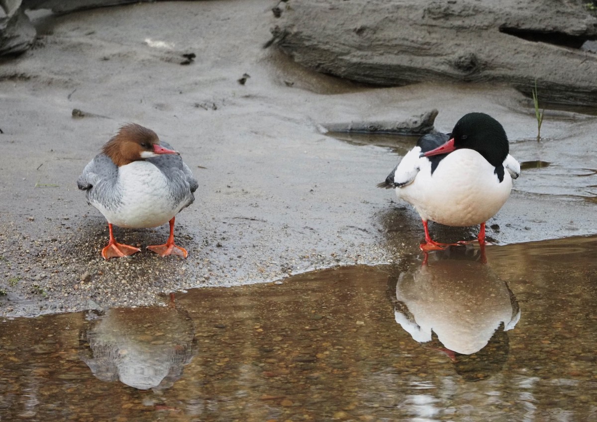 Common Merganser - ML654126259