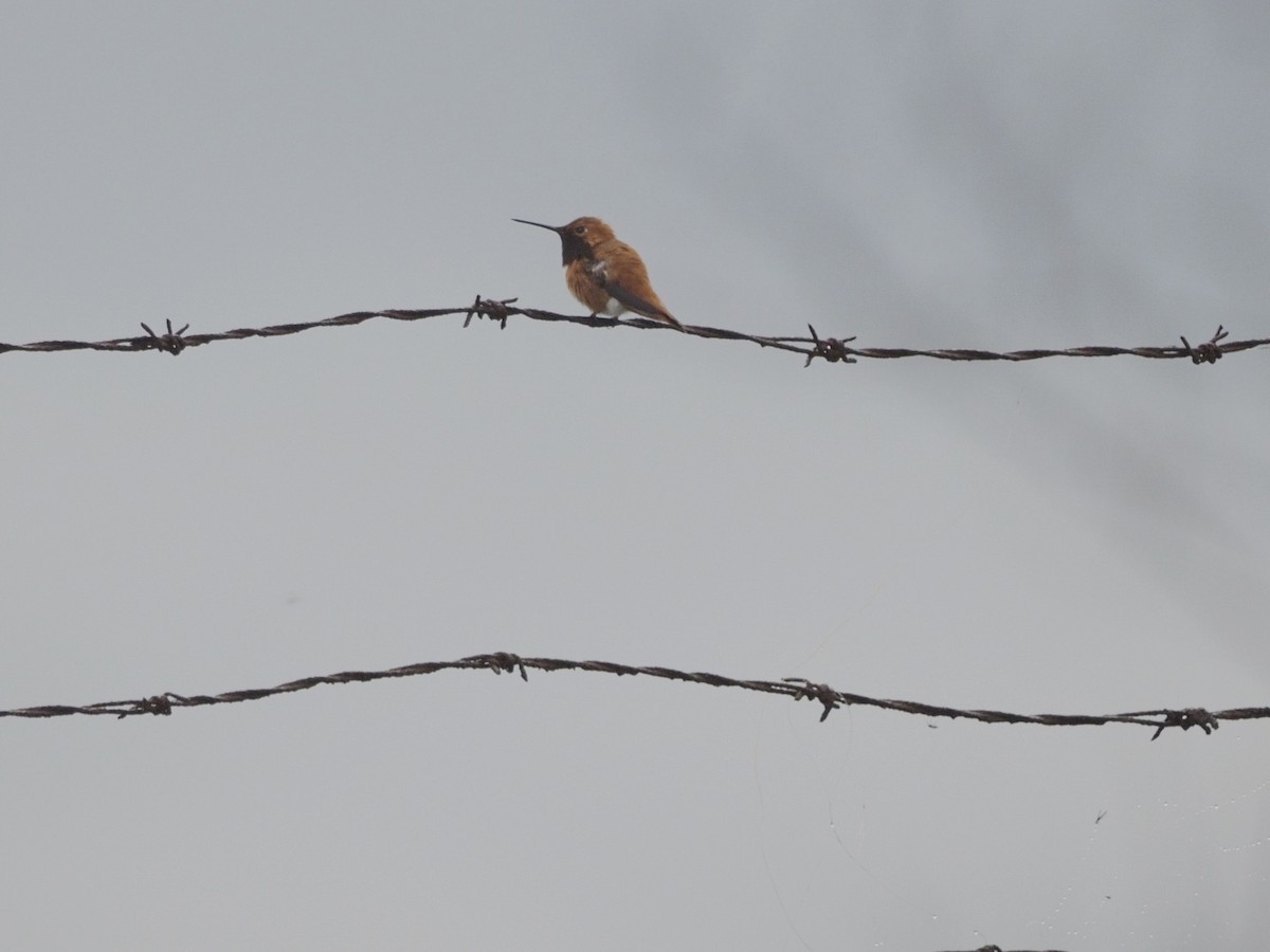 Rufous Hummingbird - ML654126268