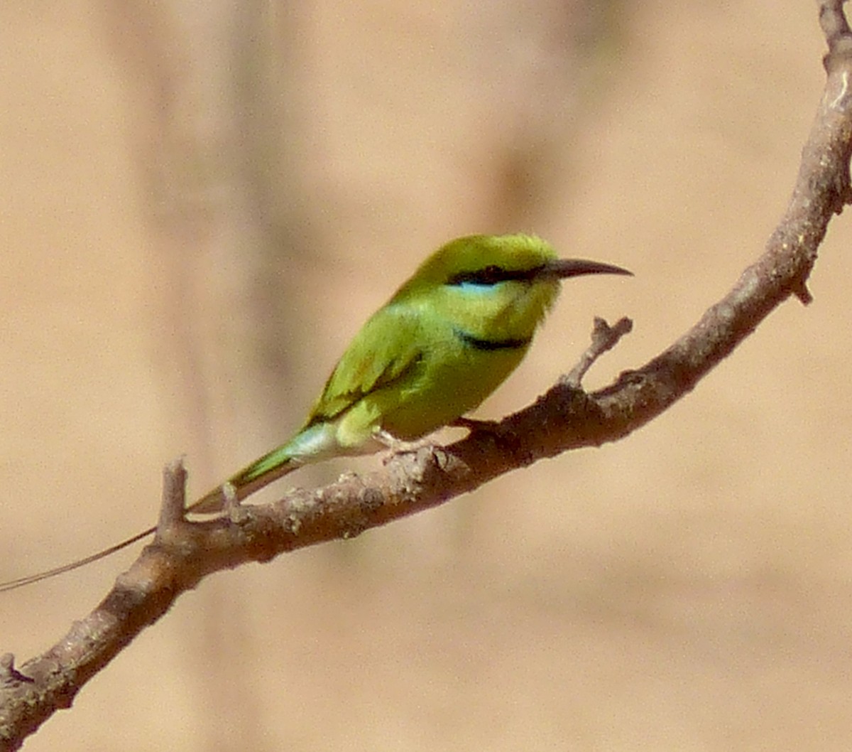 African Green Bee-eater - ML654126961