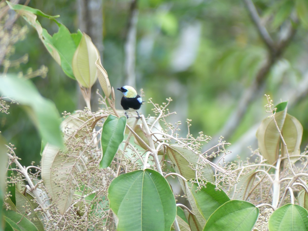 Golden-hooded Tanager - ML654128002