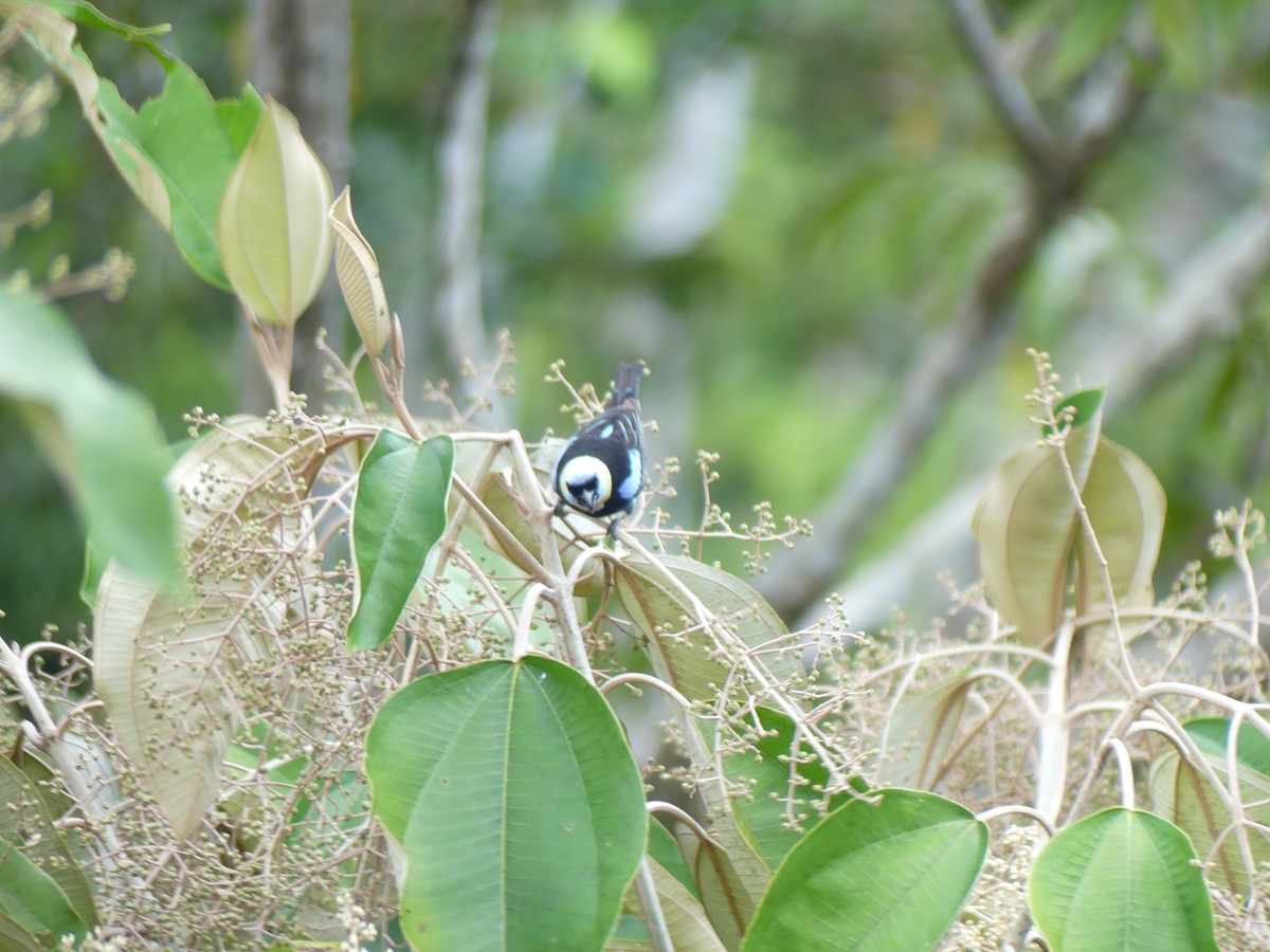 Golden-hooded Tanager - ML654128003