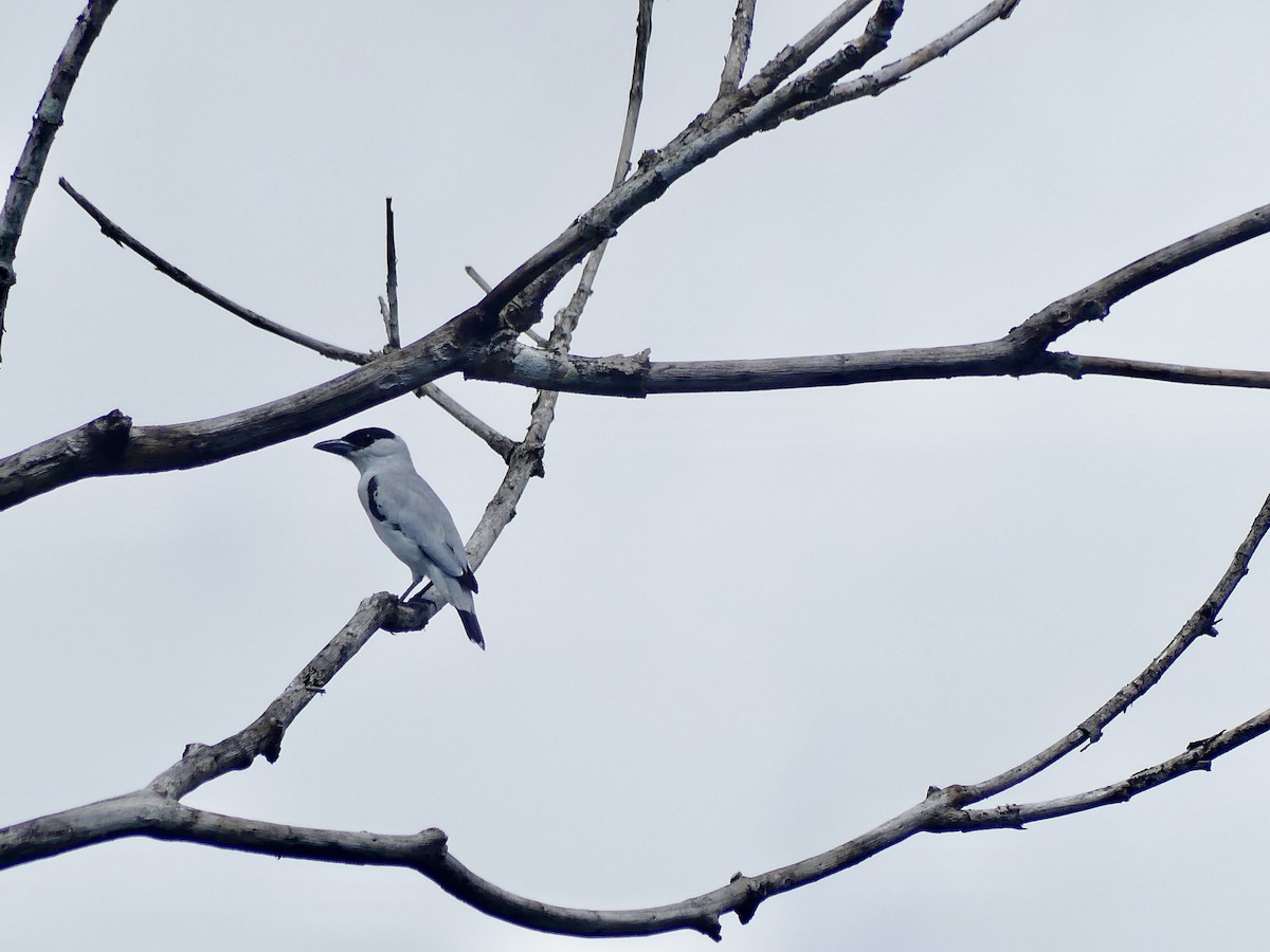 Black-crowned Tityra - ML654128040