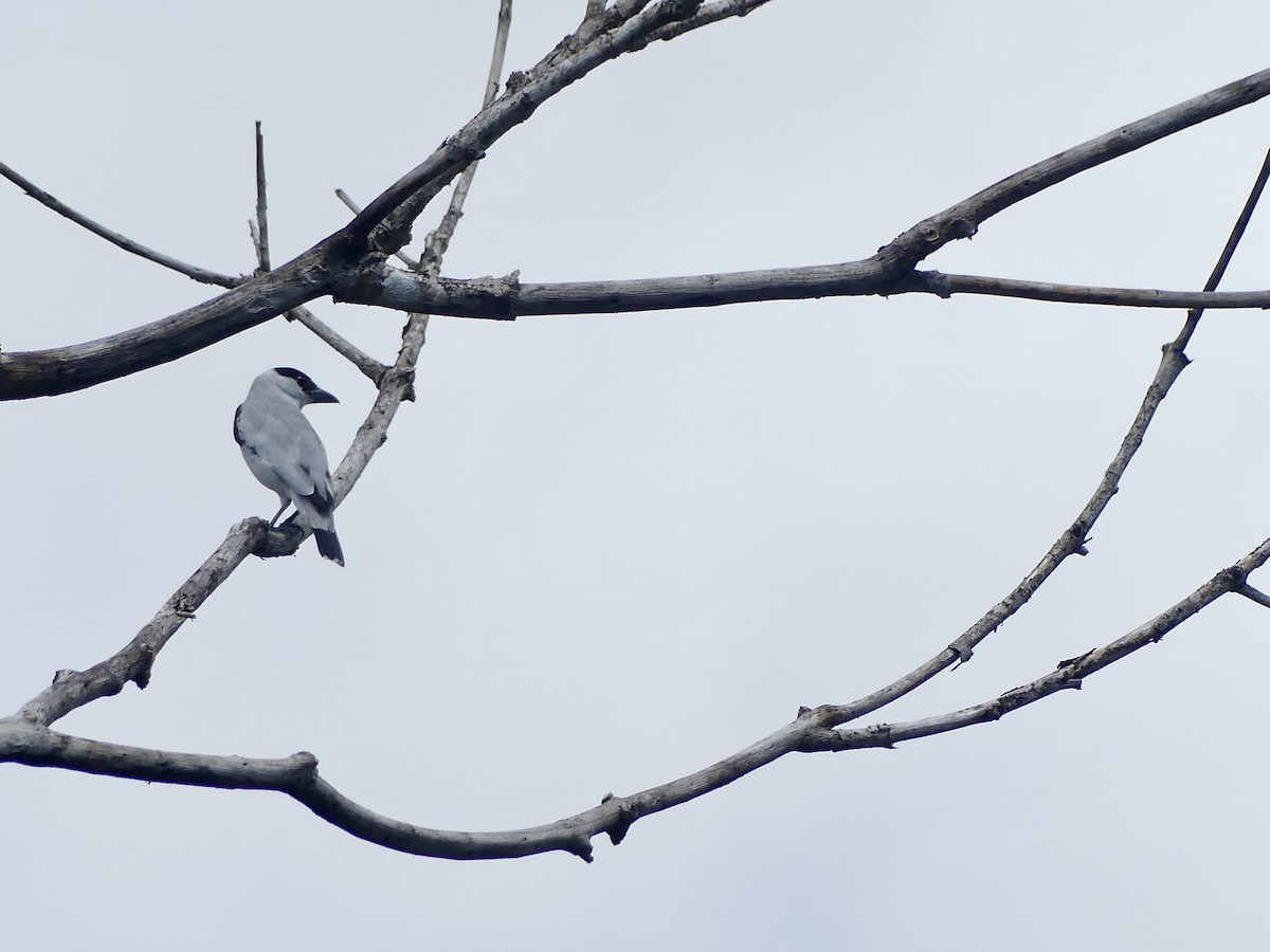 Black-crowned Tityra - ML654128041