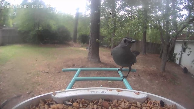 ネコマネドリ - ML654129408