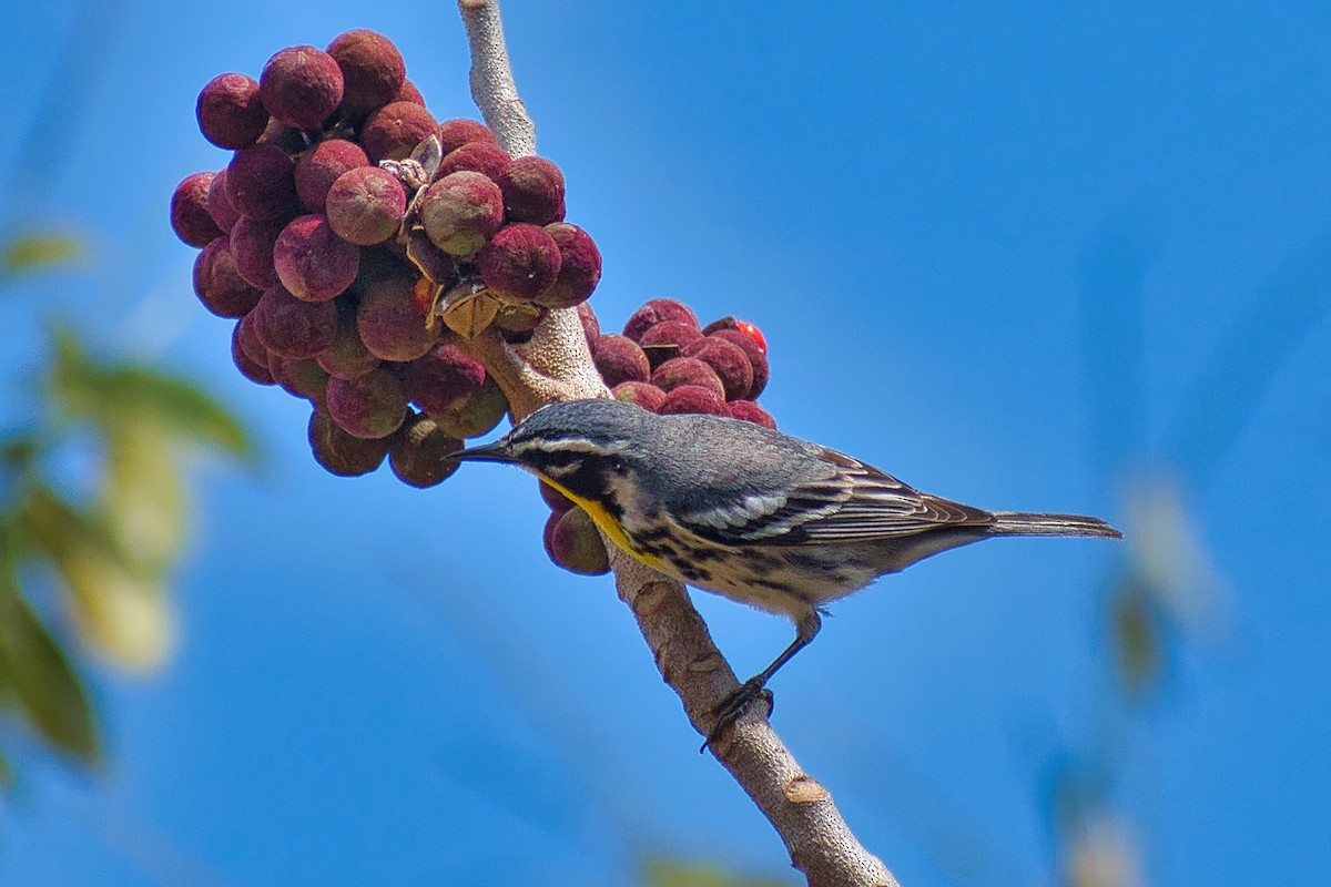 Goldkehl-Waldsänger - ML654129941