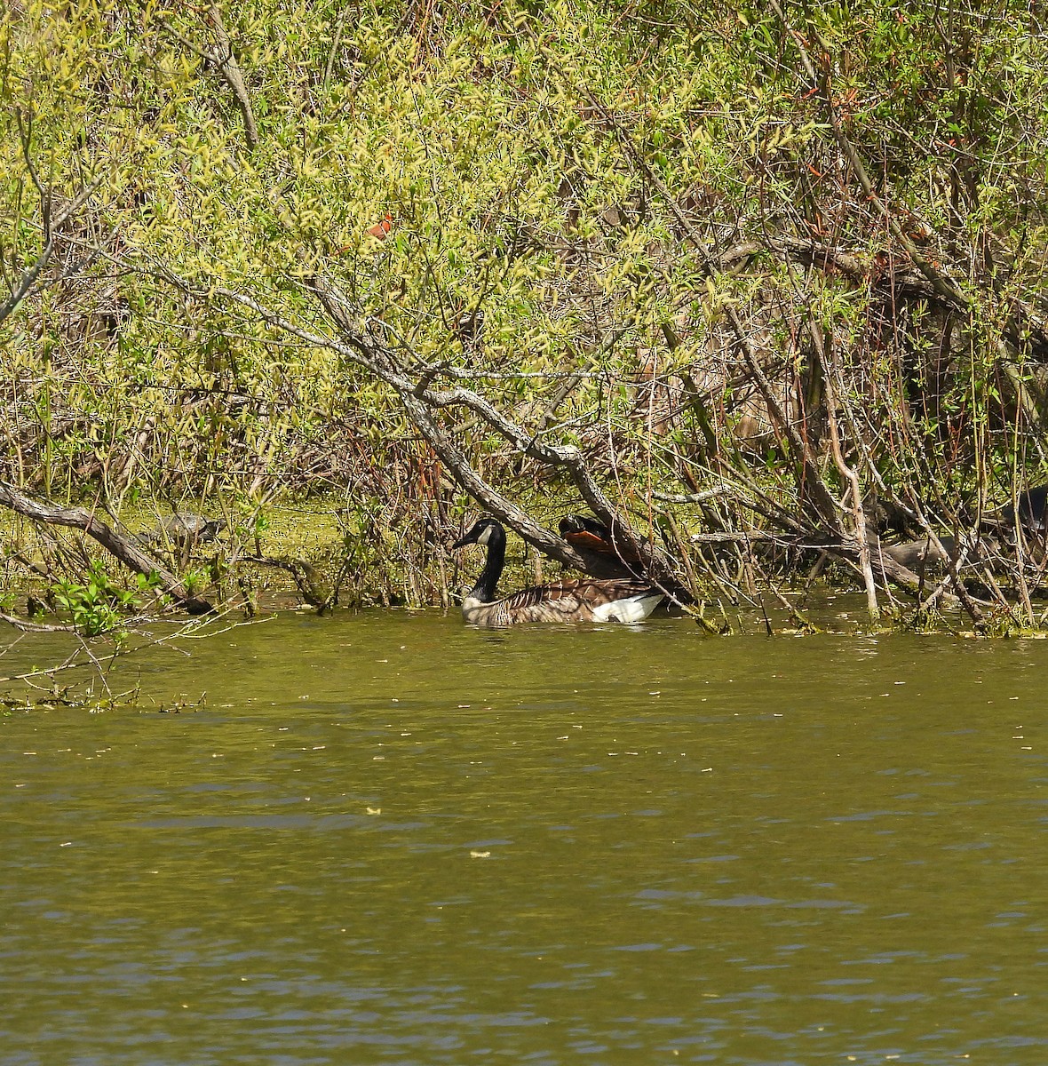 eBird Checklist - 3 Apr 2026 - Stumpy Lake Natural Area - 26 species