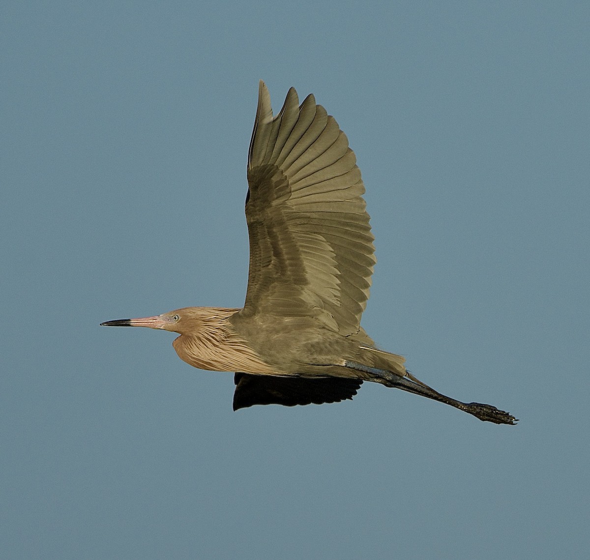 Reddish Egret - ML654134844