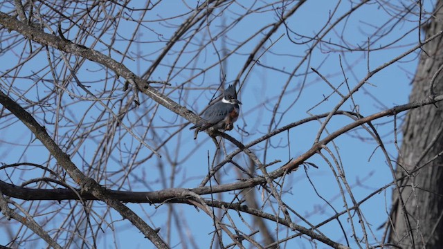 Red-bellied Woodpecker - ML654135025