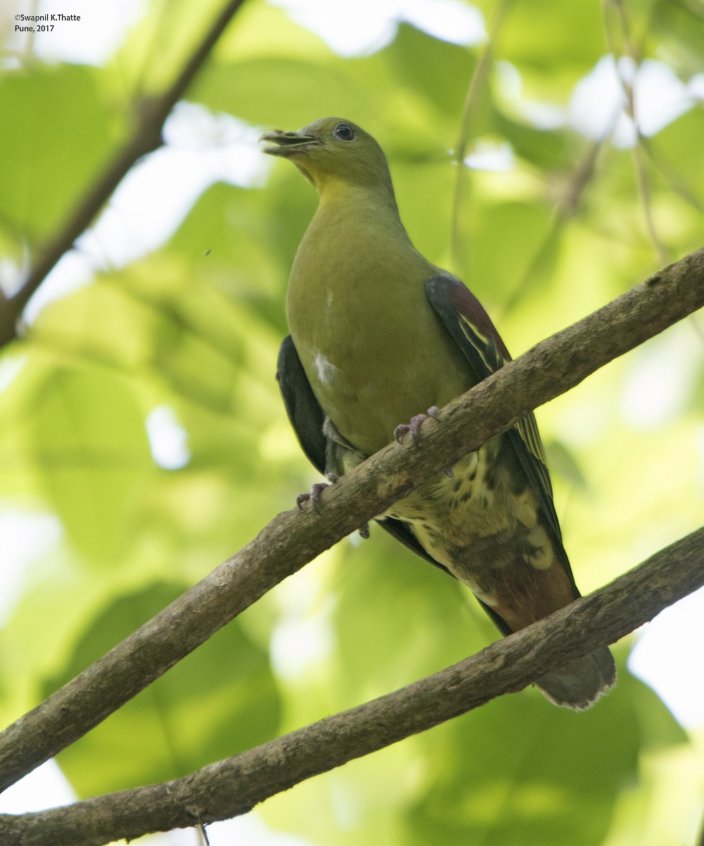 Gray-fronted Green-Pigeon - ML65413551