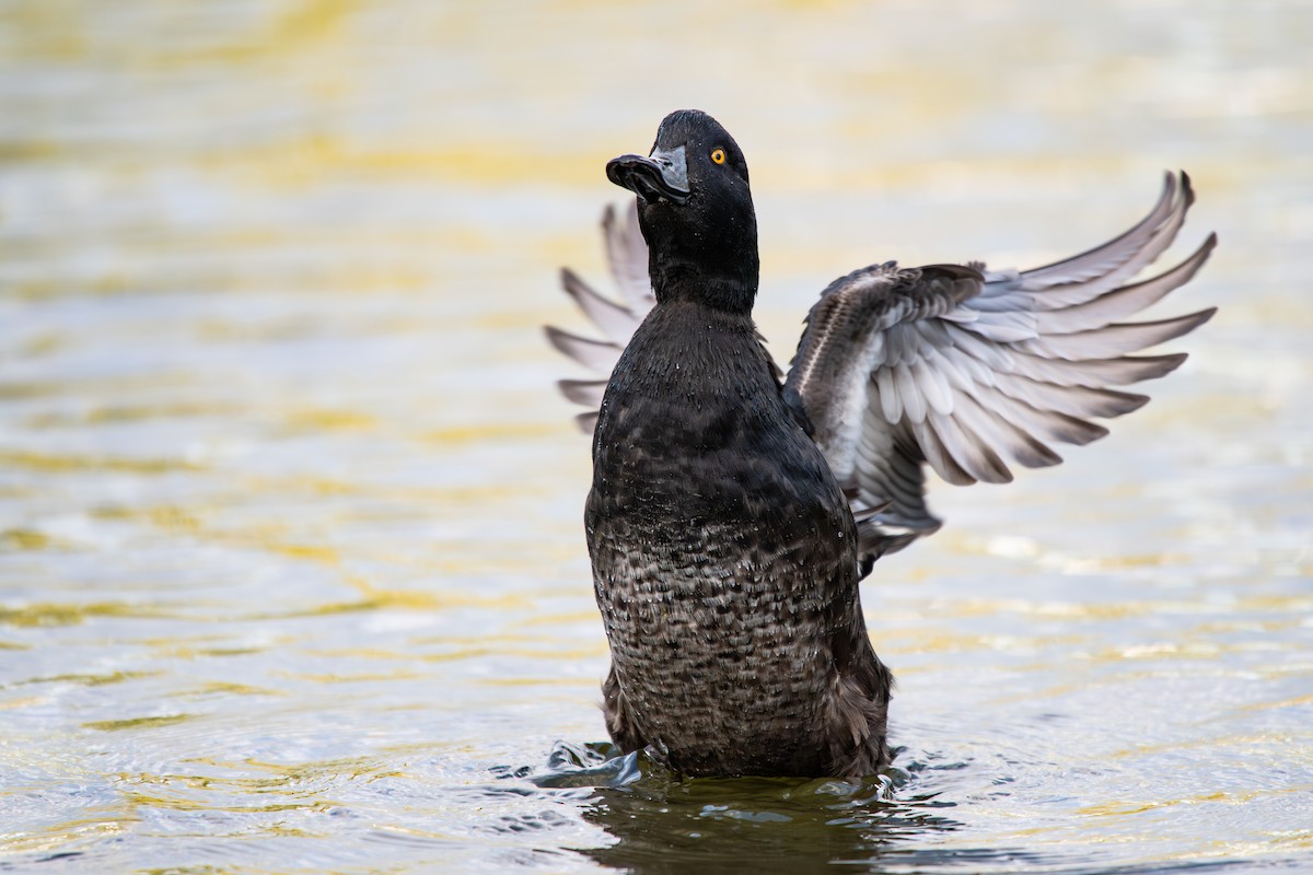 New Zealand Scaup - ML654135780