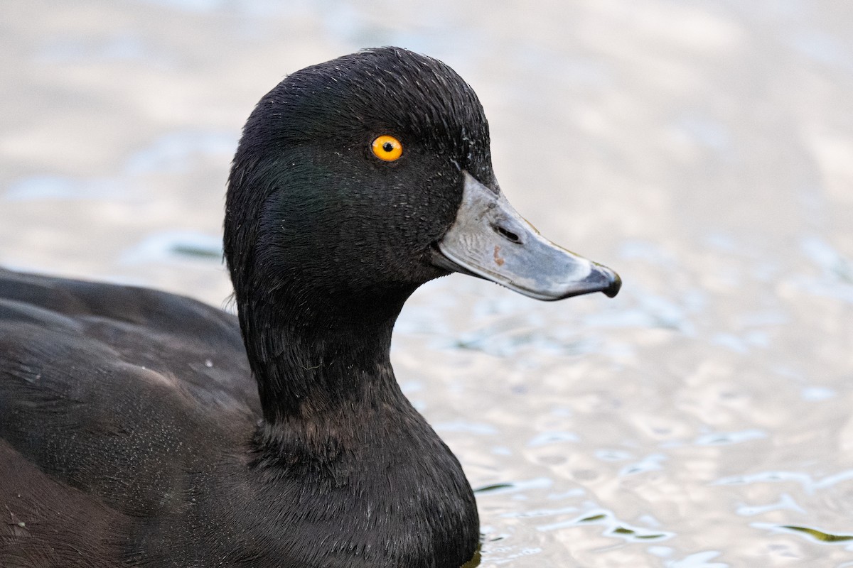 New Zealand Scaup - ML654135782