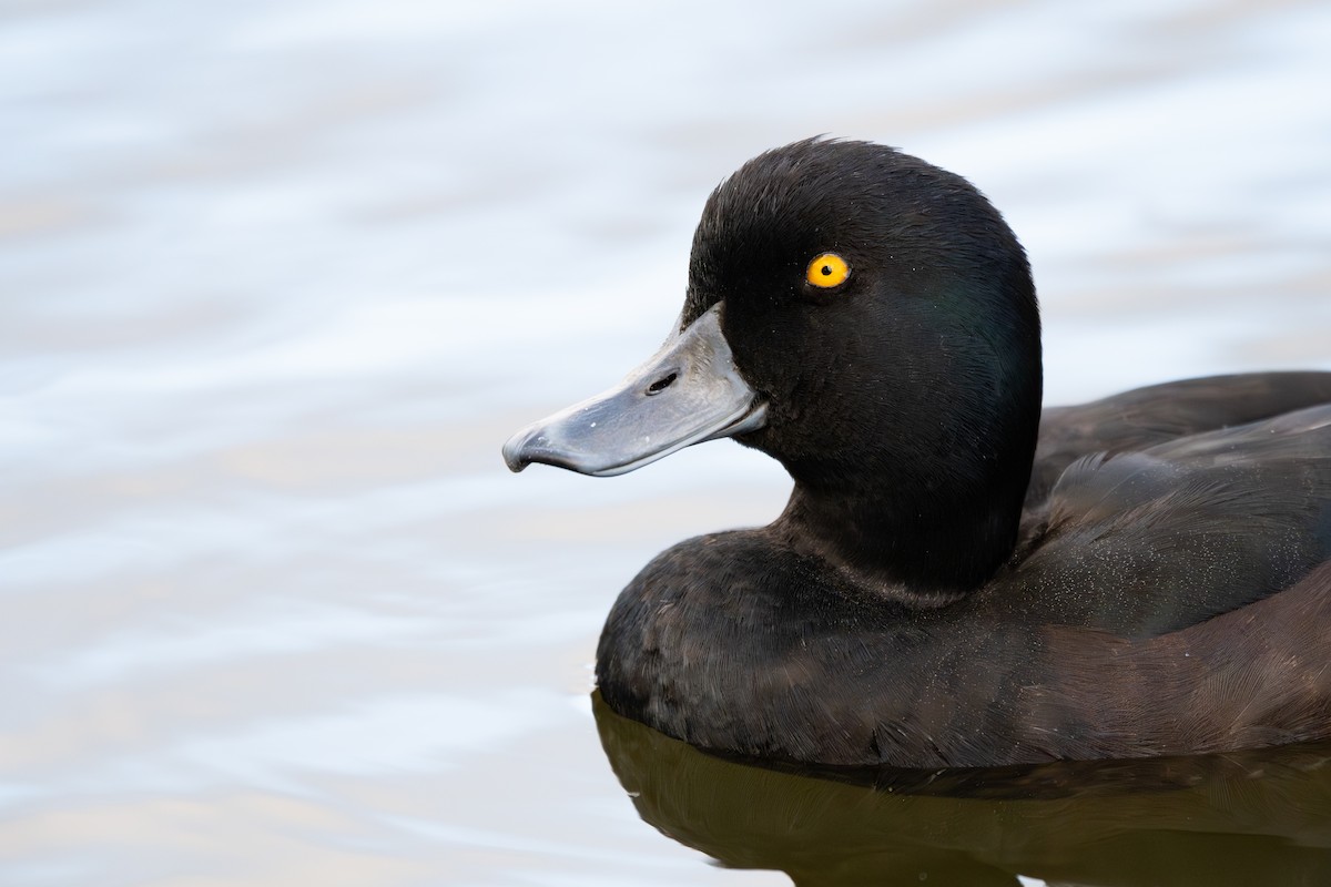 New Zealand Scaup - ML654135812