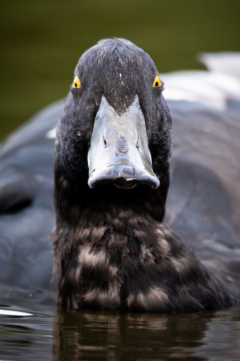 New Zealand Scaup - ML654135990