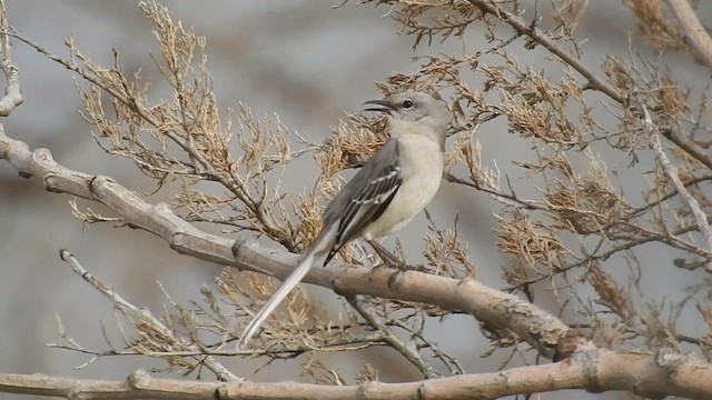 Kuzeyli Taklitçi - ML654139501