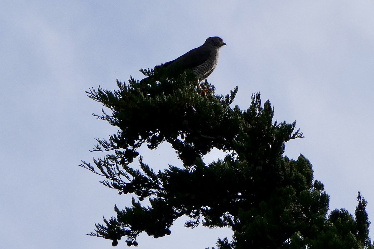 Roadside Hawk - ML654139923