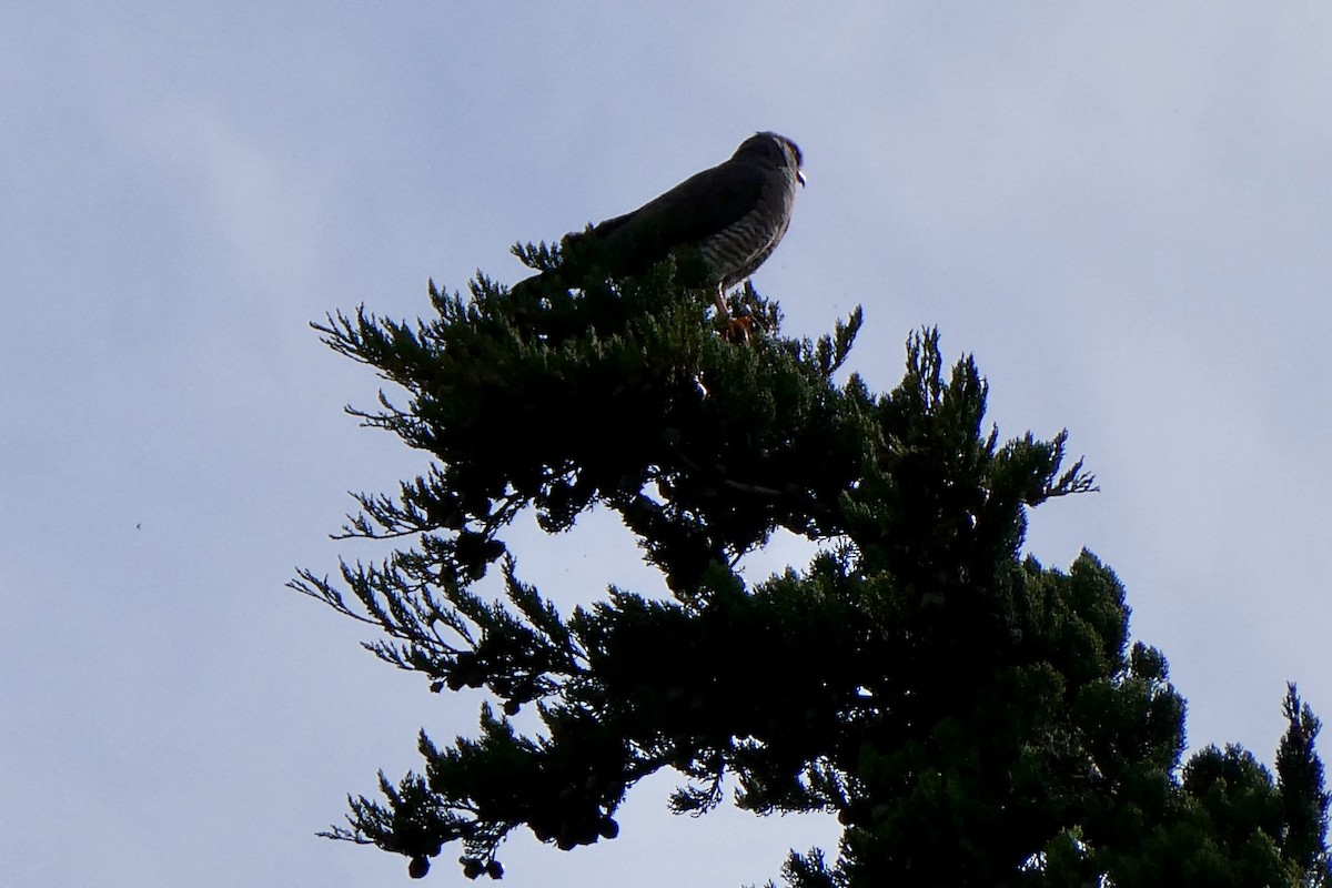 Roadside Hawk - ML654139924