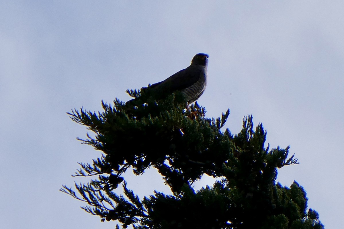 Roadside Hawk - ML654139925